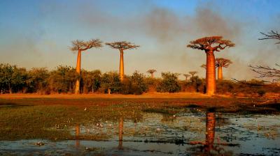 Baobab trees standing in a savanna landscape with a pond in the foreground reflecting the trees.