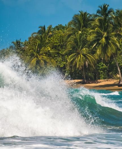 A large wave breaking on a tropical beach with dense palm trees in the background under a clear blue sky.