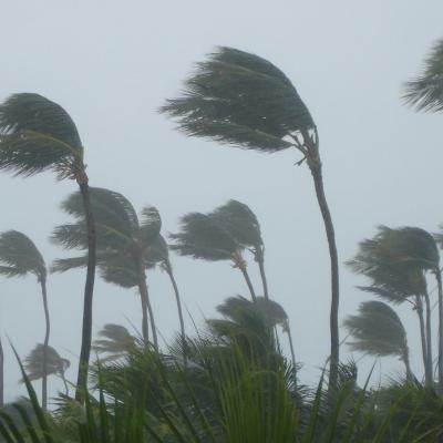 Tall palm trees bend in strong winds under a gray, cloudy sky, with leaves blown dramatically to one side, suggesting stormy weather conditions.