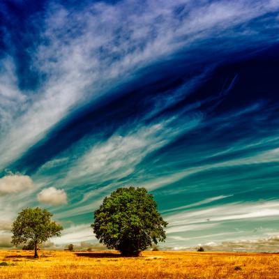 Two trees stand in a yellow field under a dramatic sky with sweeping clouds and deep blue tones.