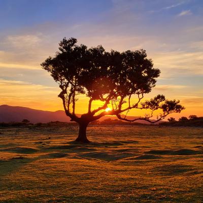 A lone tree silhouetted against a sunset in a field.